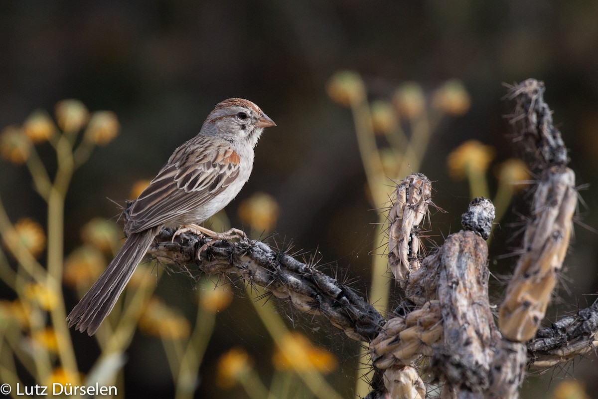 Rufous-winged Sparrow - Lutz Duerselen