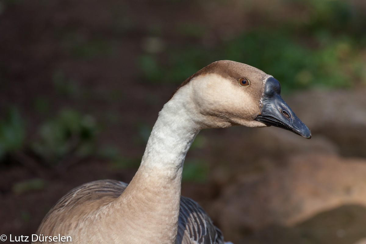 Swan Goose (Domestic type) - Lutz Duerselen