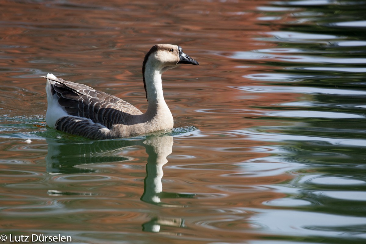 Swan Goose (Domestic type) - Lutz Duerselen