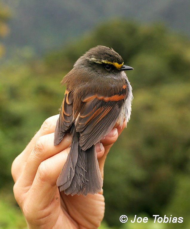 Golden-browed Chat-Tyrant - ML204082511