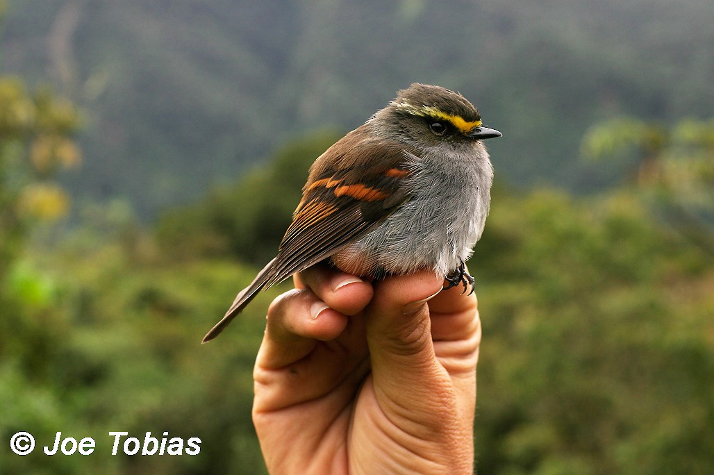 Golden-browed Chat-Tyrant - ML204082521