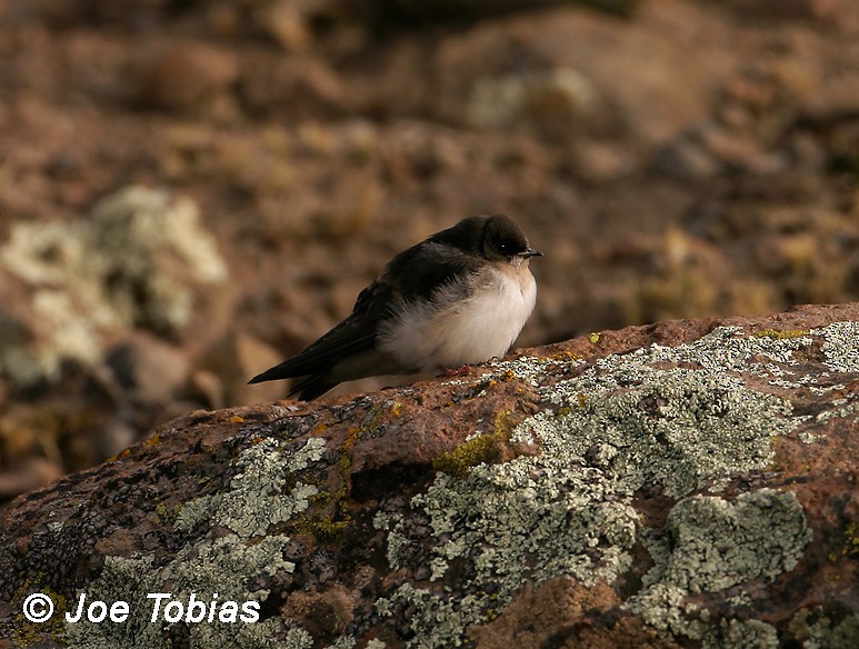 Andean Swallow - ML204082601