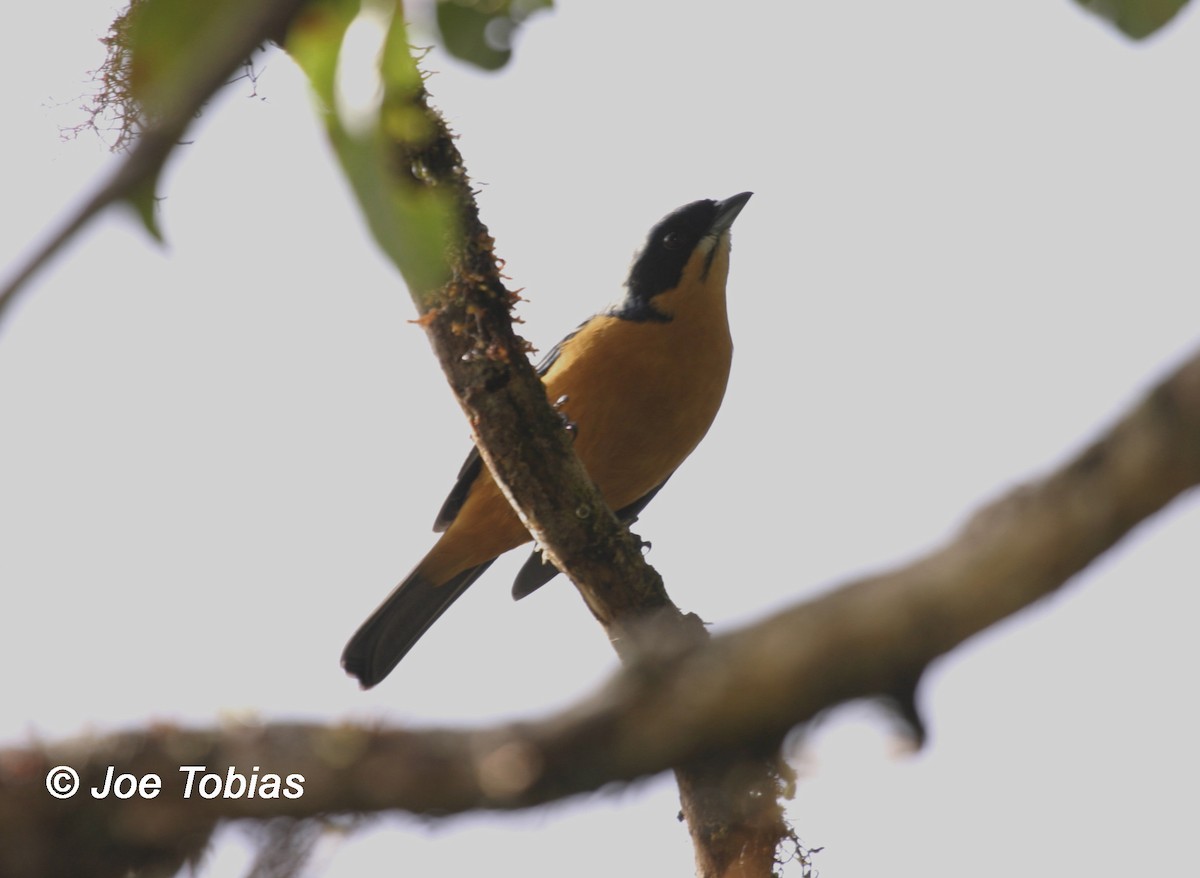 Chestnut-bellied Mountain Tanager - ML204082751