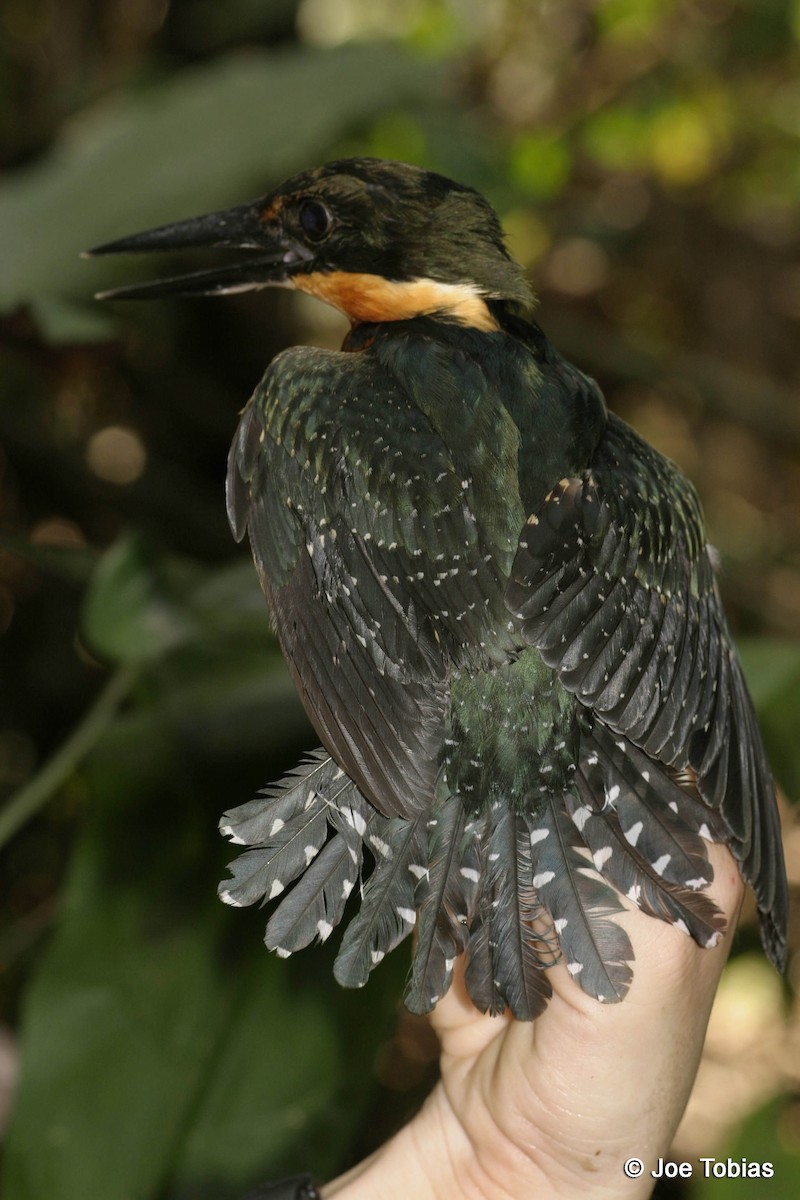 Green-and-rufous Kingfisher - ML204083151