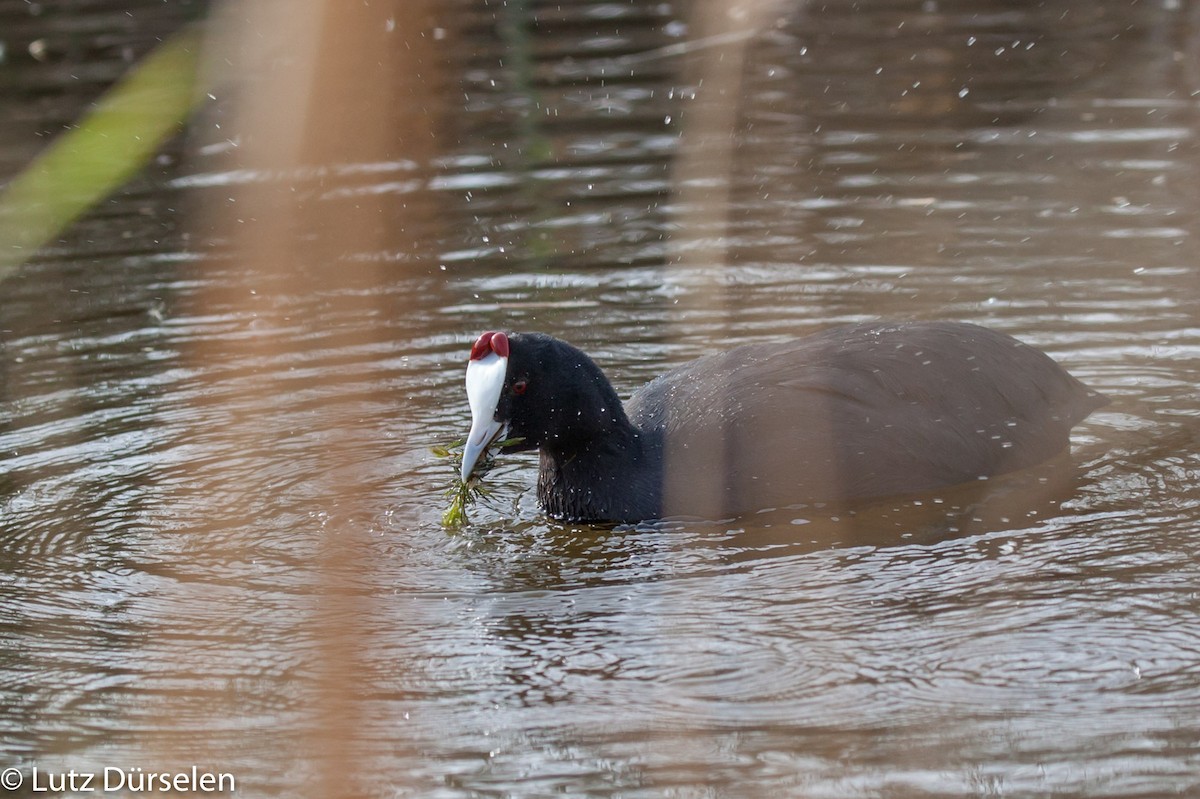 Red-knobbed Coot - ML204083371