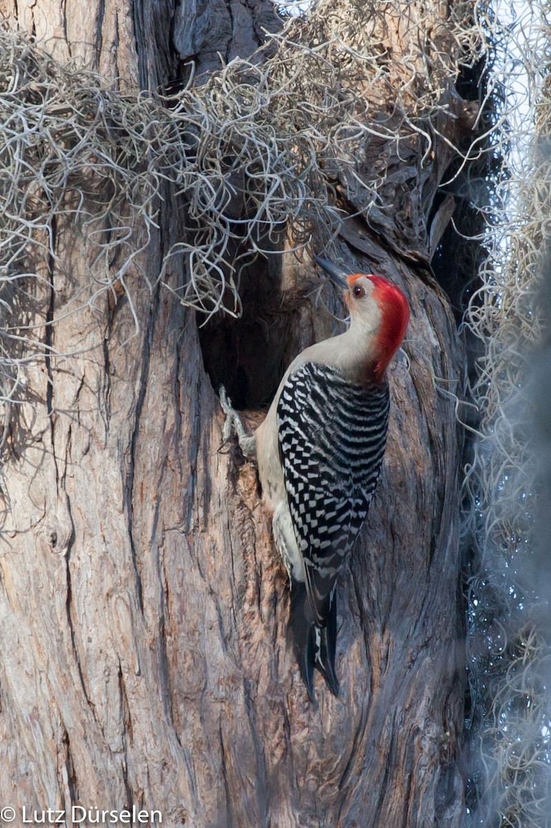 Red-bellied Woodpecker - Lutz Duerselen
