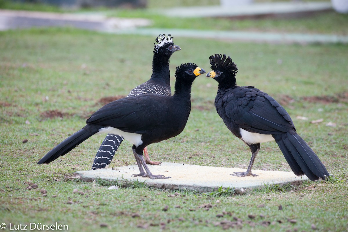 Bare-faced Curassow (Bare-faced) - ML204083801