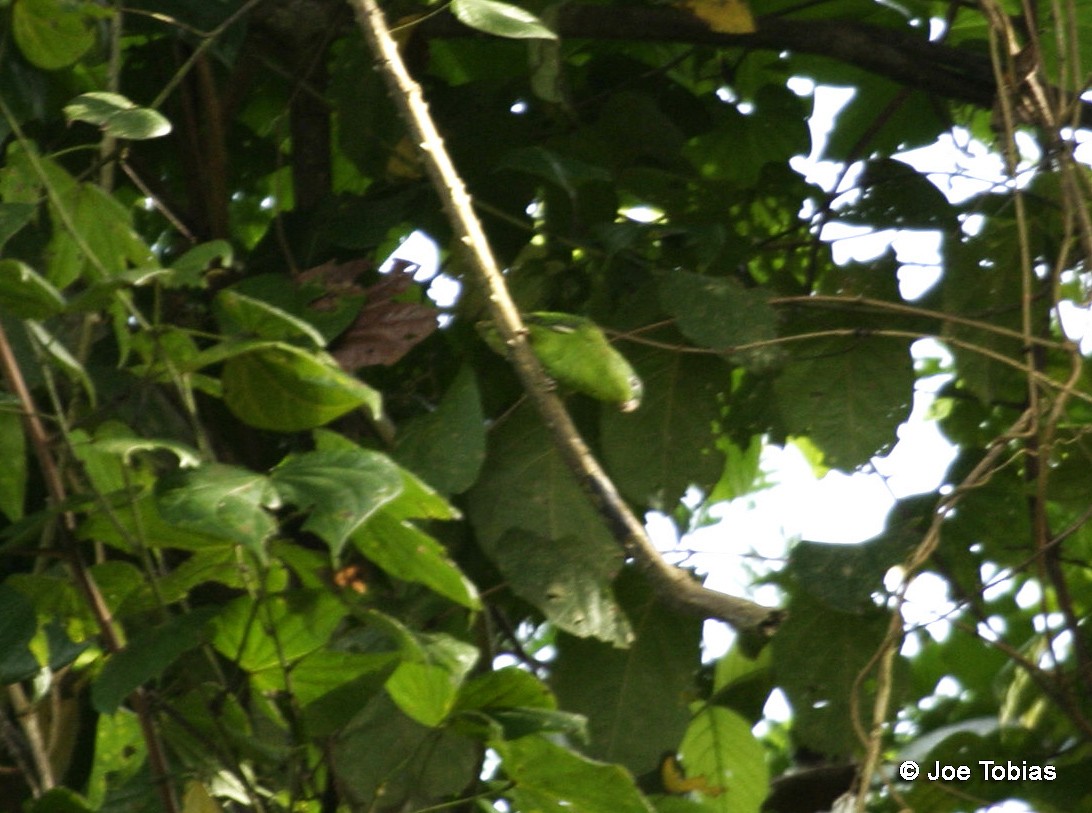 Amazonian Parrotlet - Joseph Tobias