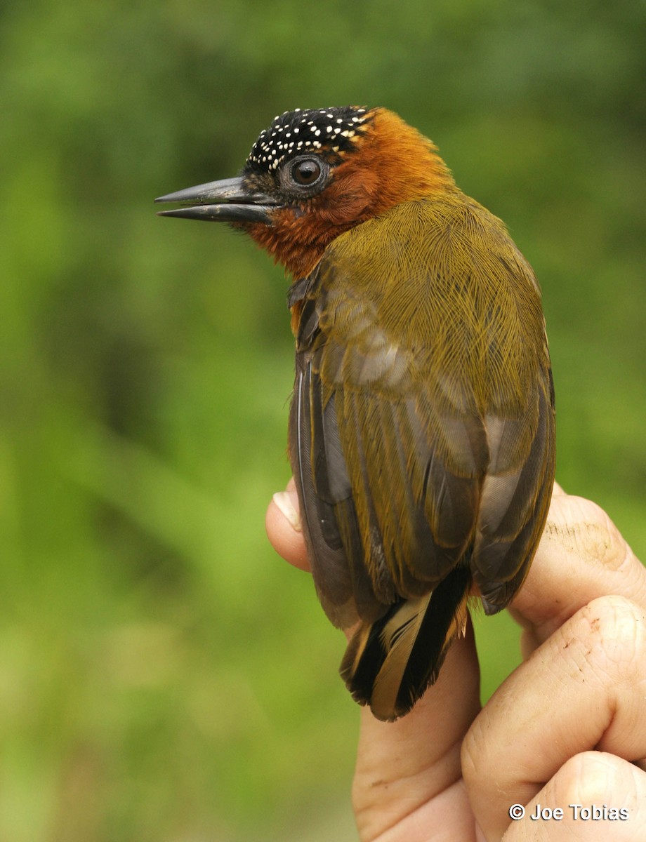 Rufous-breasted Piculet - ML204084101