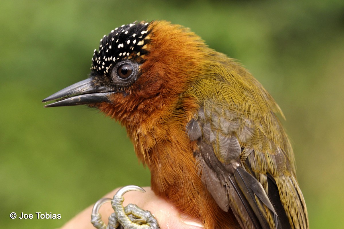 Rufous-breasted Piculet - ML204084111