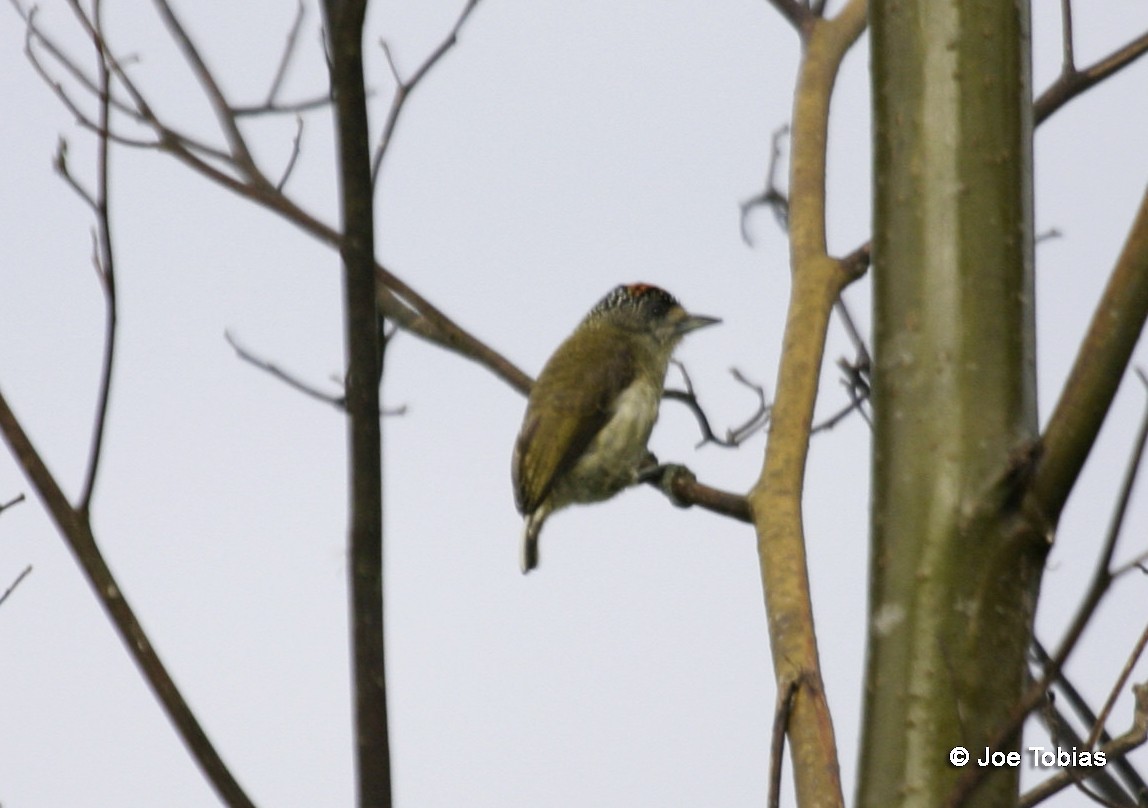 Fine-barred Piculet - ML204084121