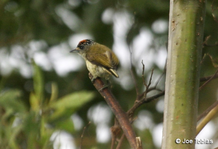 Fine-barred Piculet - ML204084131