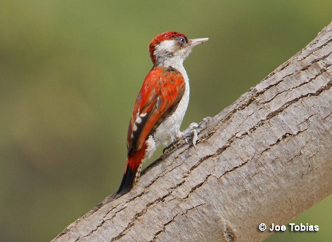 Scarlet-backed Woodpecker - Joseph Tobias