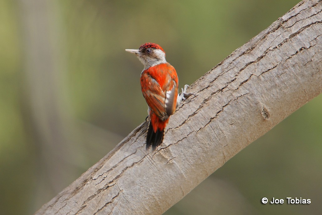 Scarlet-backed Woodpecker - Joseph Tobias
