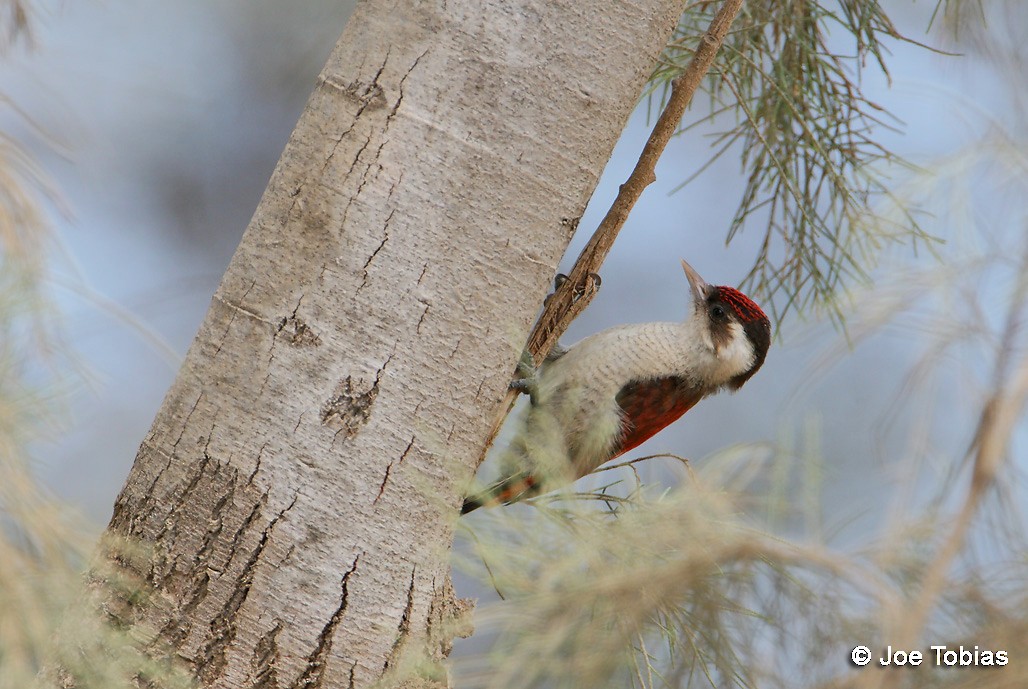 Scarlet-backed Woodpecker - ML204084161