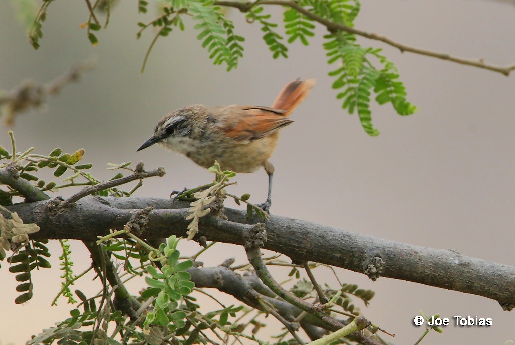 Necklaced Spinetail - ML204084191