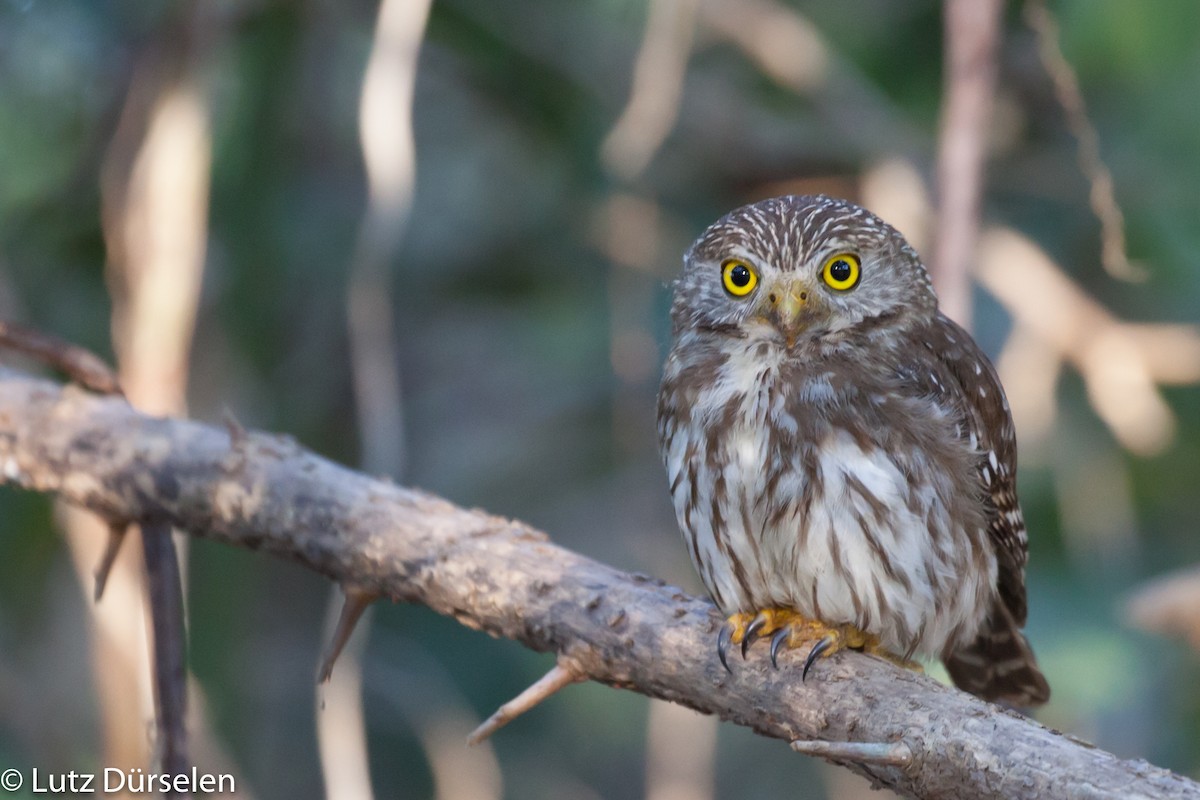 Ferruginous Pygmy-Owl (Ferruginous) - Lutz Duerselen