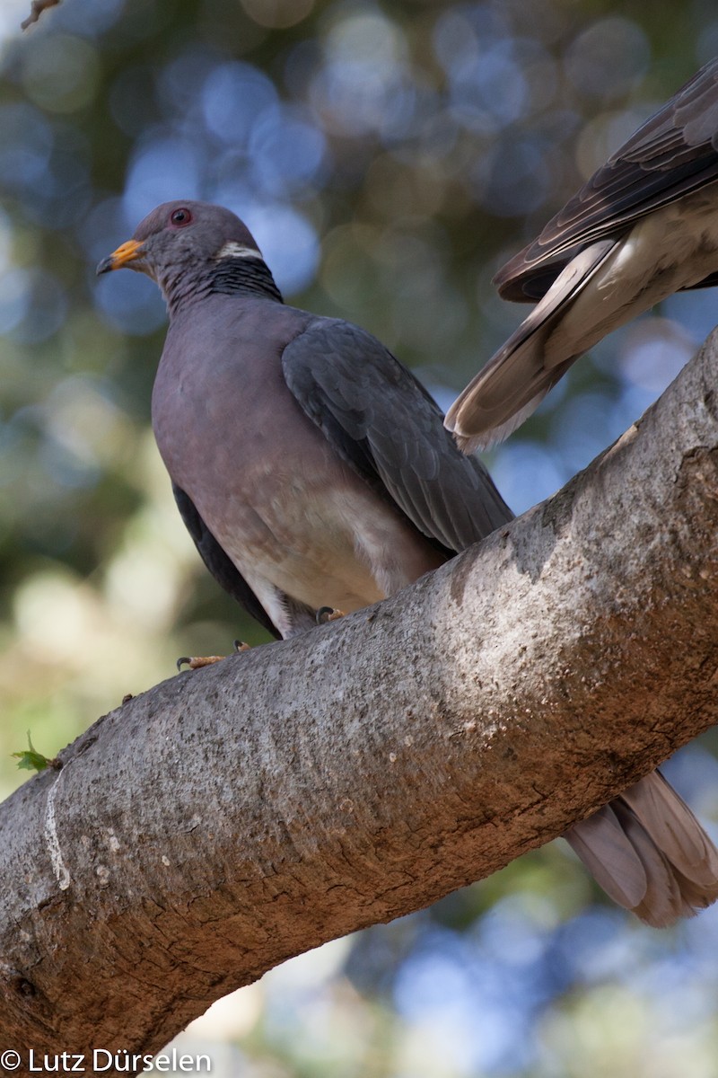 Band-tailed Pigeon (Northern) - Lutz Duerselen