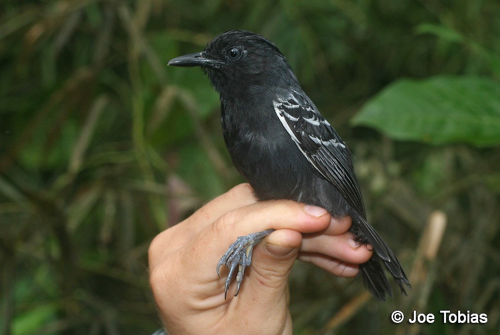 White-lined Antbird - ML204085661