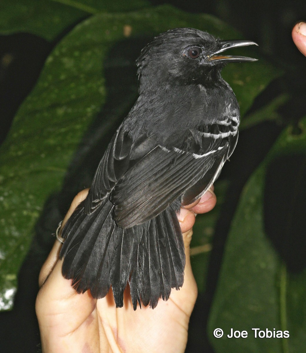 White-lined Antbird - ML204085671