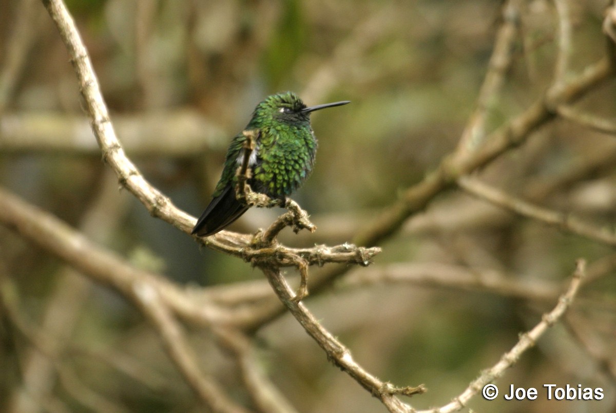 Blue-tailed Emerald - ML204085941