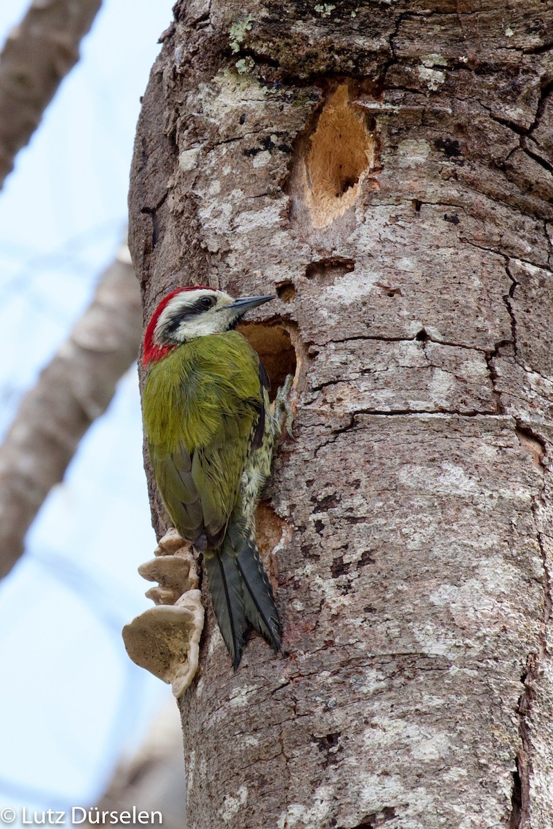 Cuban Green Woodpecker - Lutz Duerselen