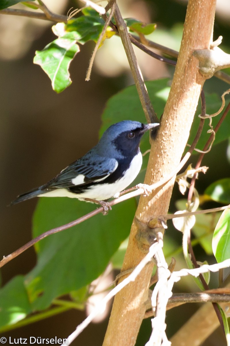 Black-throated Blue Warbler - Lutz Duerselen