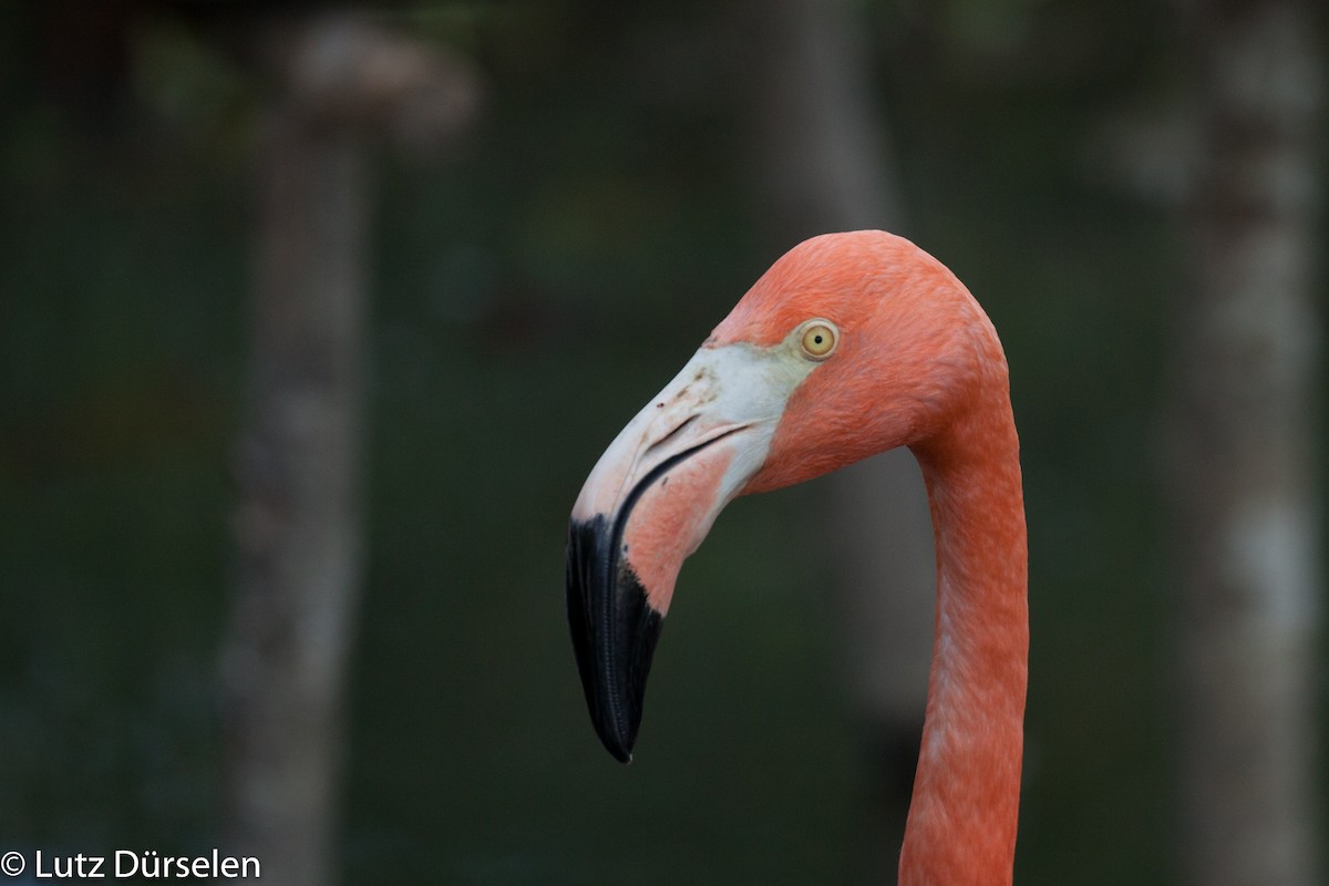 American Flamingo - Lutz Duerselen
