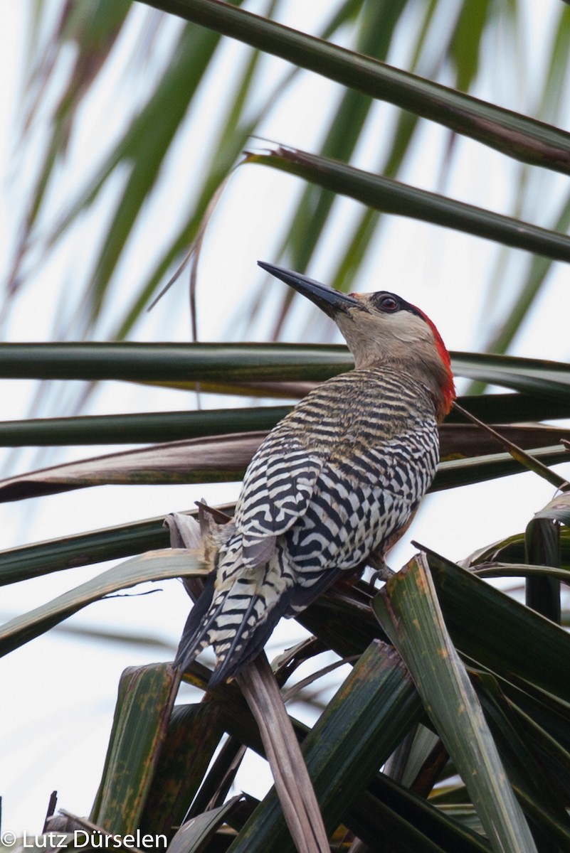 West Indian Woodpecker - Lutz Duerselen