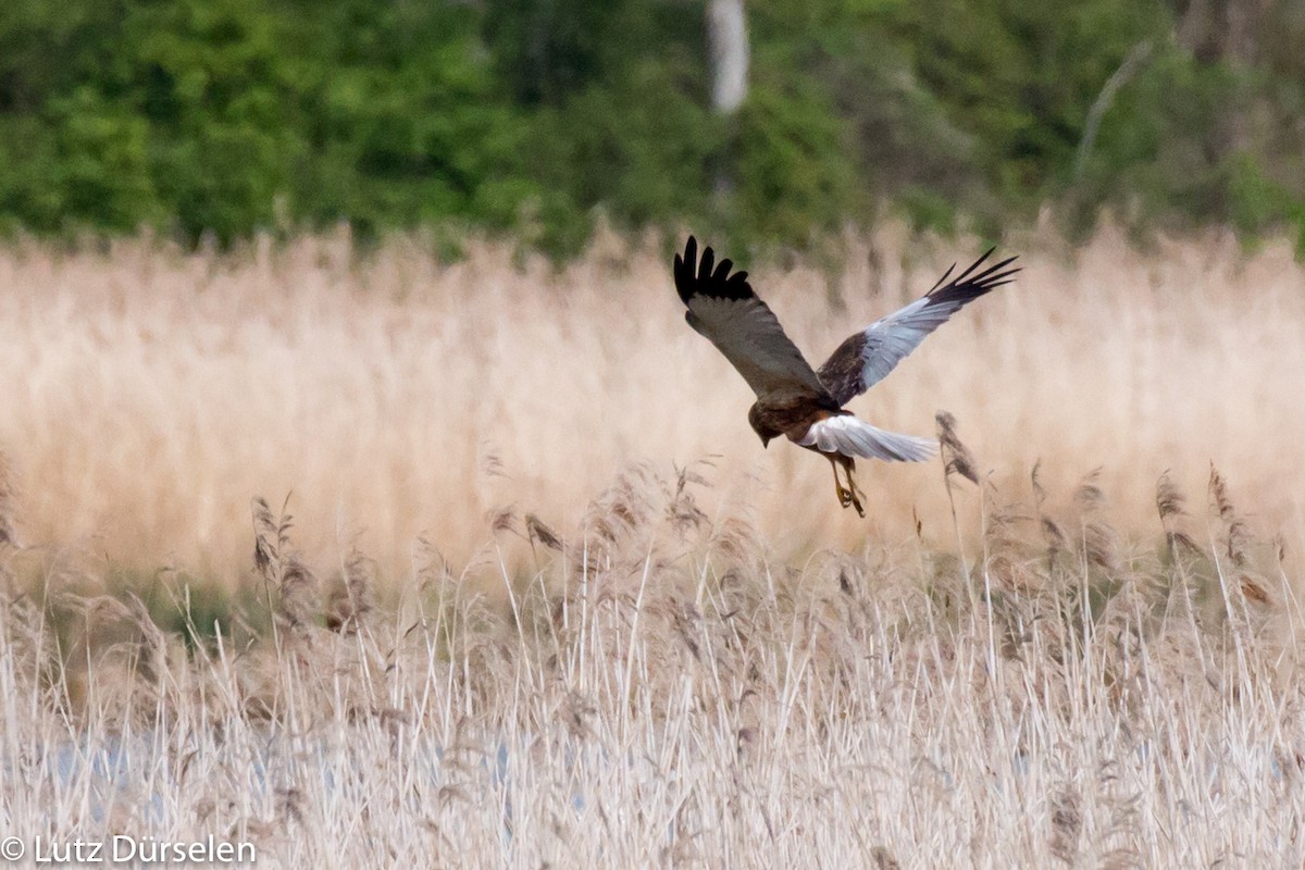 Western Marsh Harrier - Lutz Duerselen