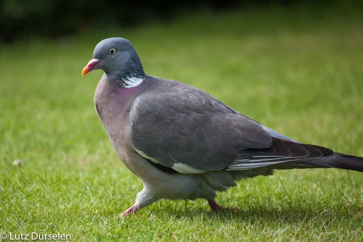 Common Wood-Pigeon (White-necked) - Lutz Duerselen
