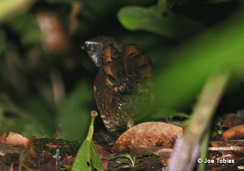 Rusty-belted Tapaculo - ML204086851
