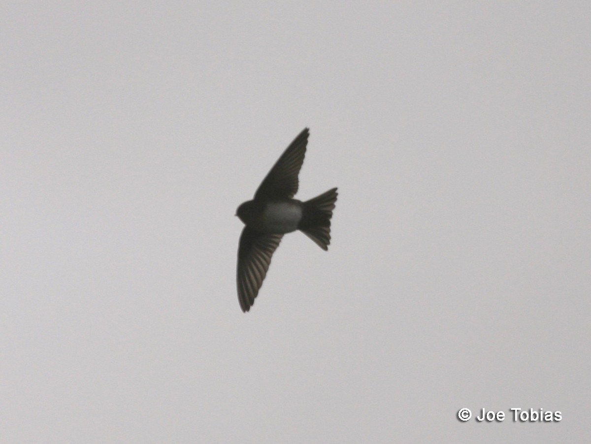 Pale-footed Swallow - ML204086911
