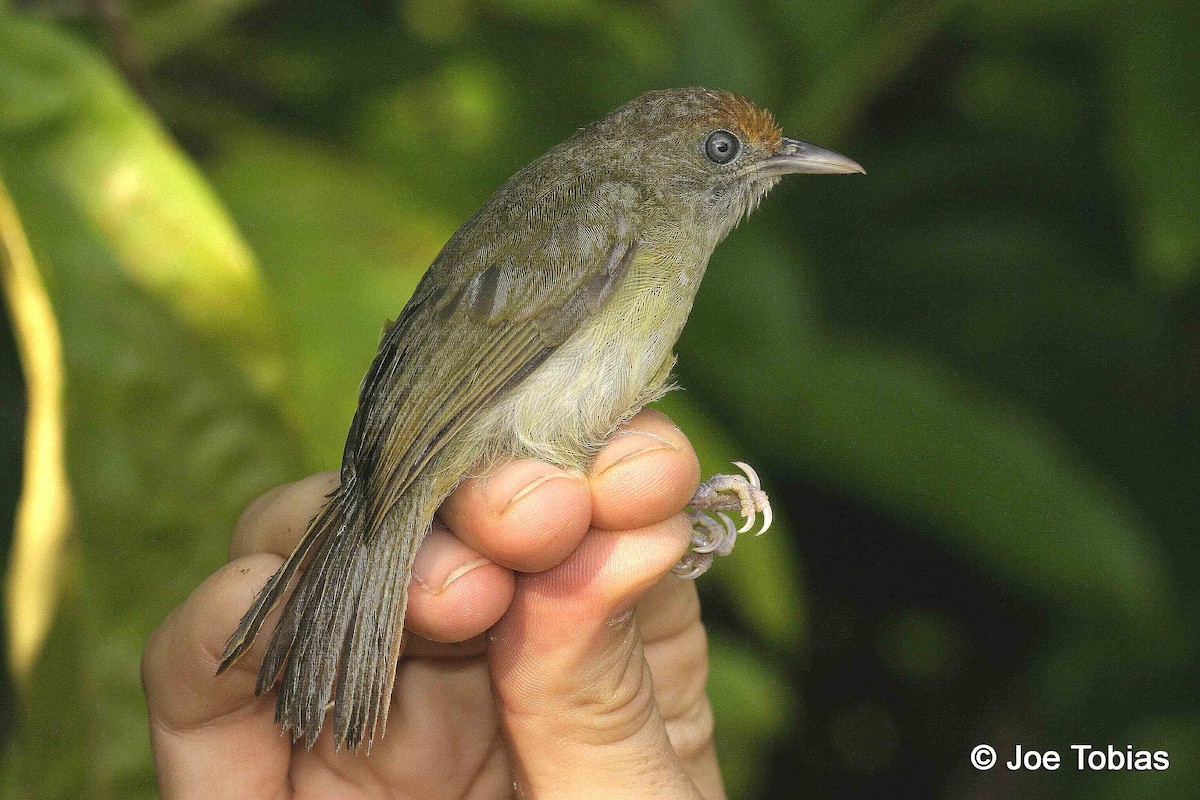 Tawny-crowned Greenlet (Rufous-fronted) - ML204086941