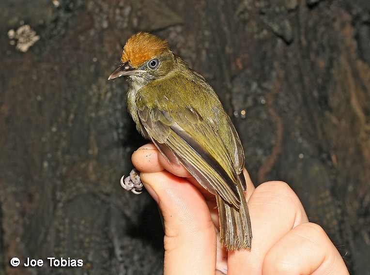 Tawny-crowned Greenlet (Rufous-fronted) - ML204086951