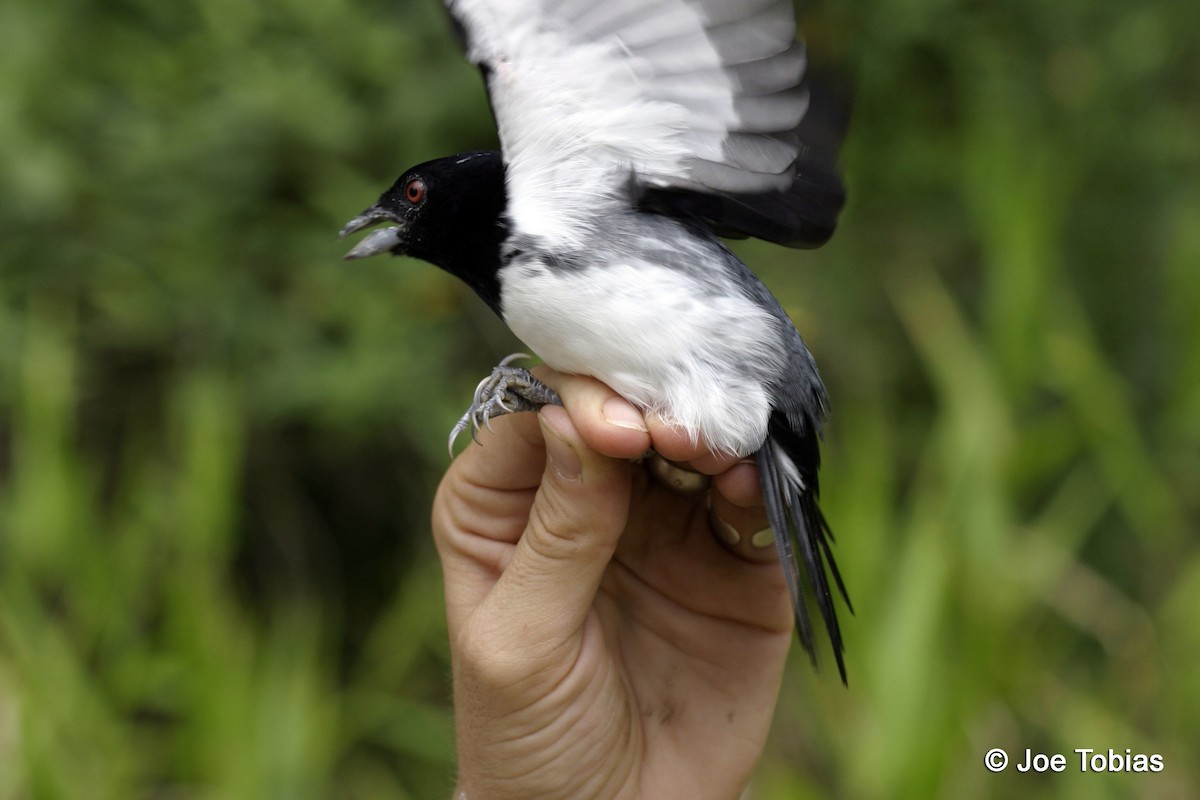 Black-and-white Tanager - ML204086991