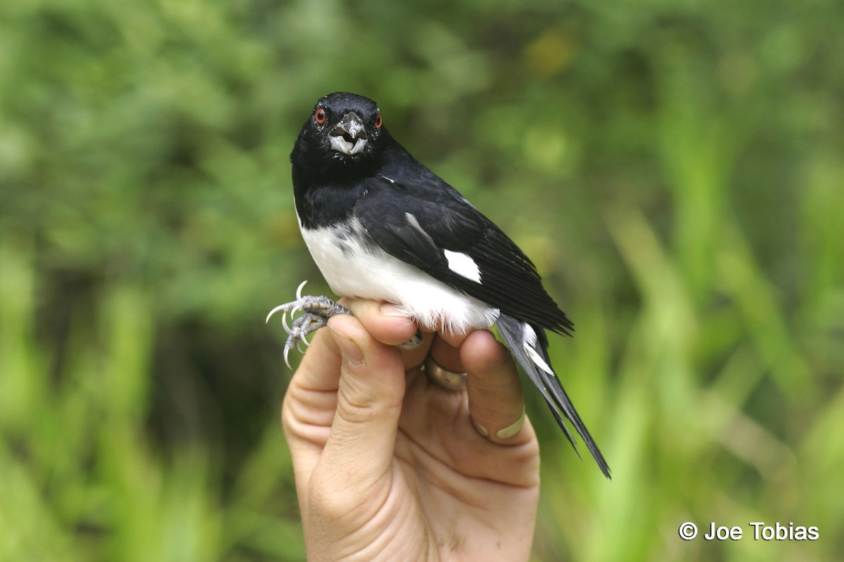 Black-and-white Tanager - ML204087001