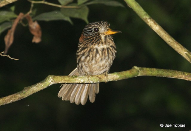 Photos - Semicollared Puffbird - Malacoptila semicincta - Birds of the ...