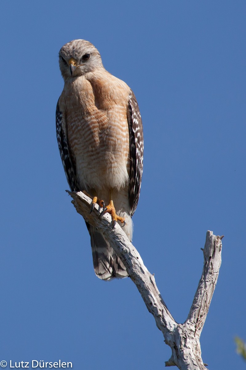 Red-shouldered Hawk (lineatus Group) - Lutz Duerselen