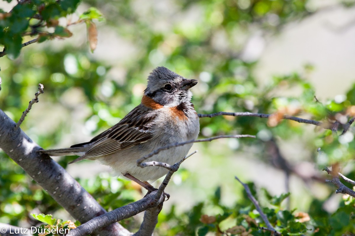 Rufous-collared Sparrow (Patagonian) - Lutz Duerselen