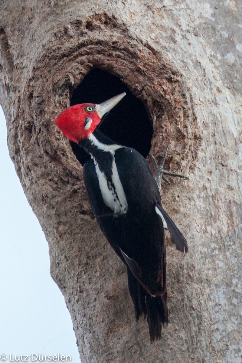 Crimson-crested Woodpecker - Lutz Duerselen