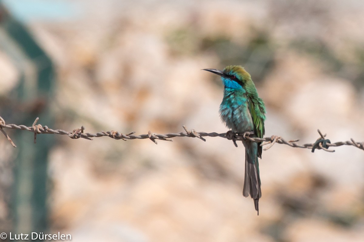 Arabian Green Bee-eater - Lutz Duerselen