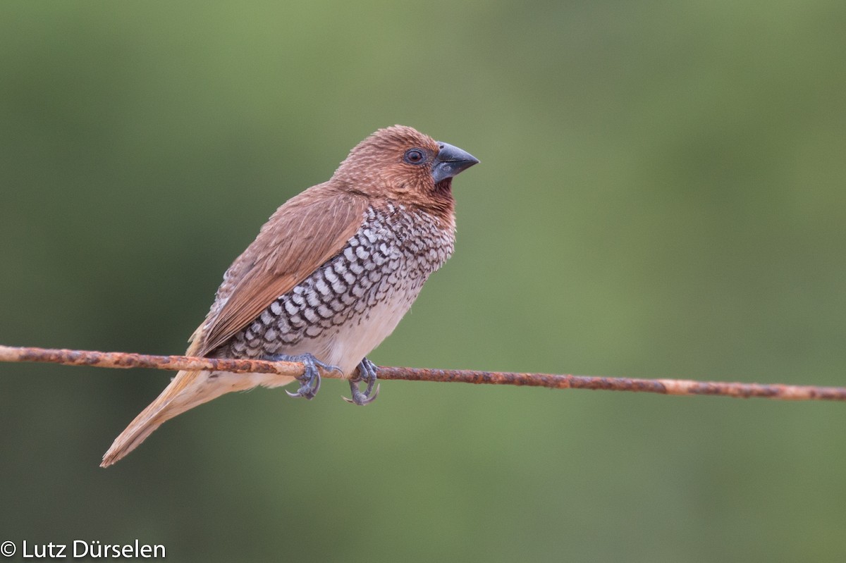 Scaly-breasted Munia (Checkered) - Lutz Duerselen