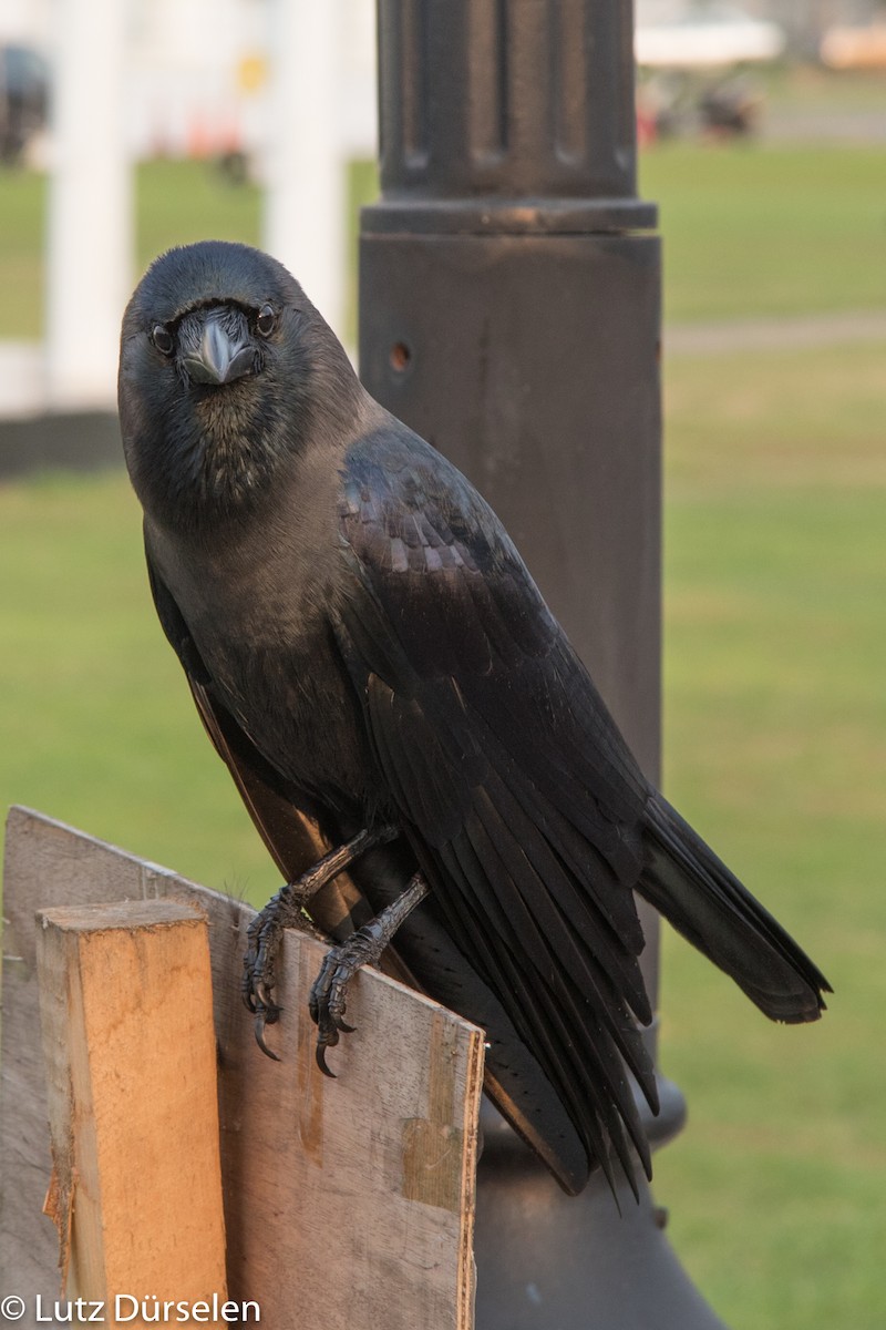 Large-billed Crow (Indian Jungle) - Lutz Duerselen