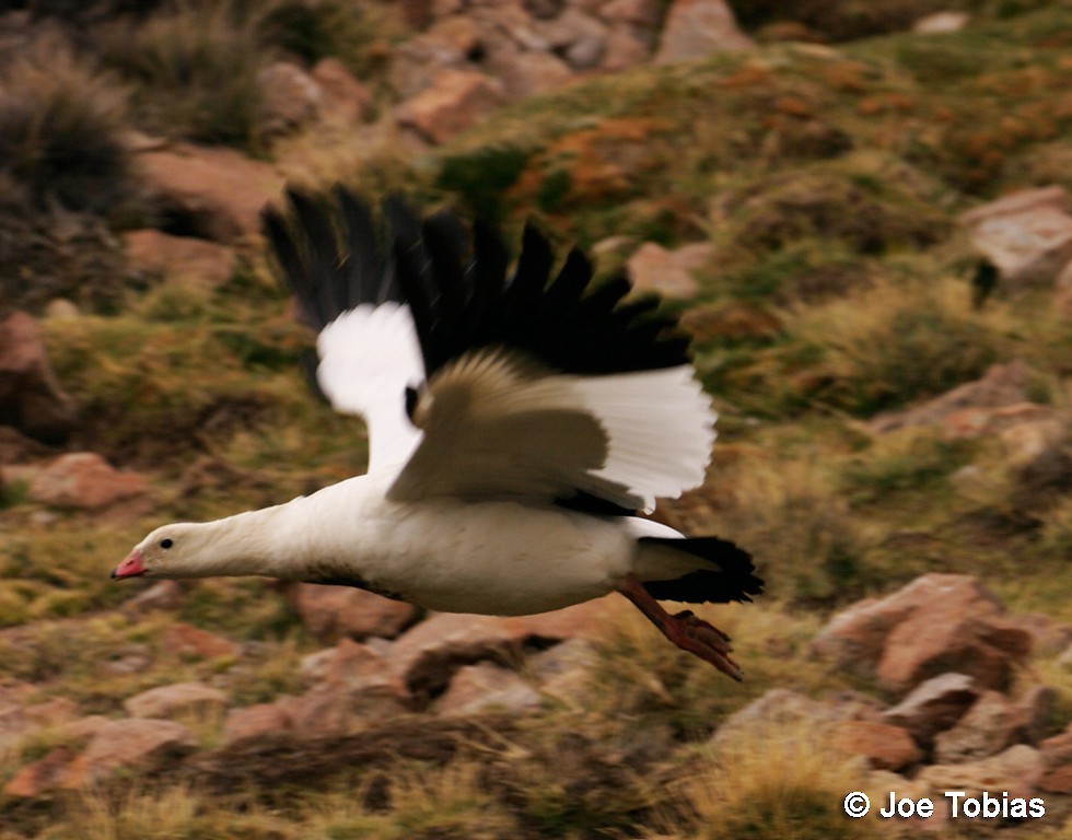 Andean Goose - ML204088511