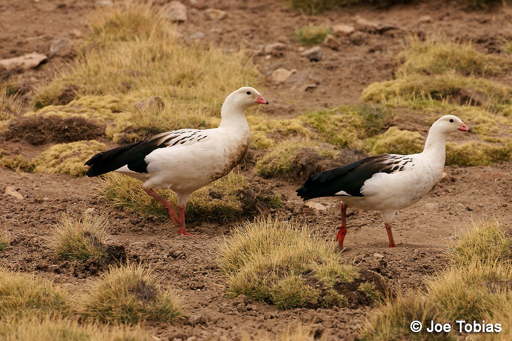 Andean Goose - ML204088521