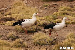 Andean Goose, ML204088521