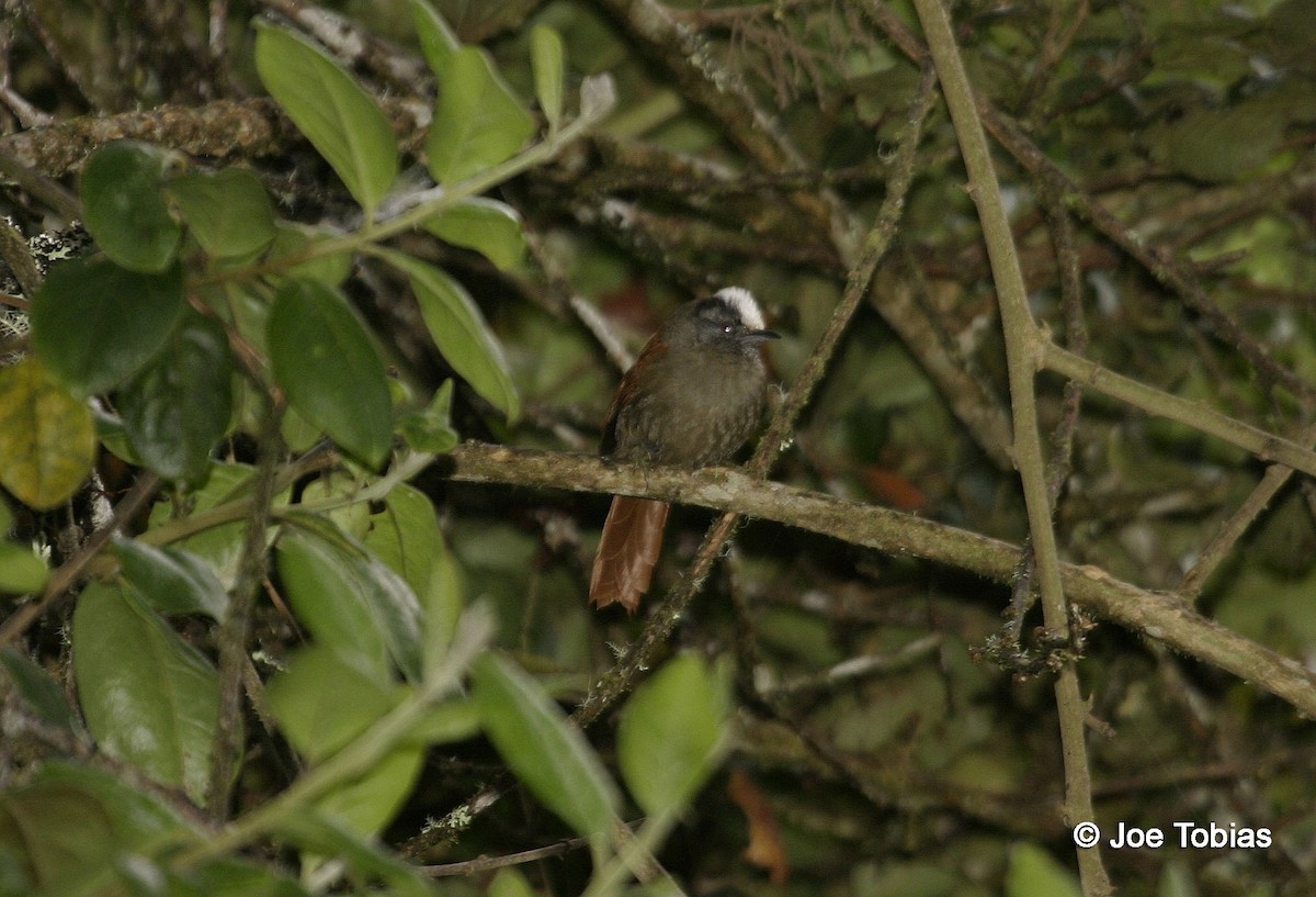 Light-crowned Spinetail (White-crowned) - Joseph Tobias