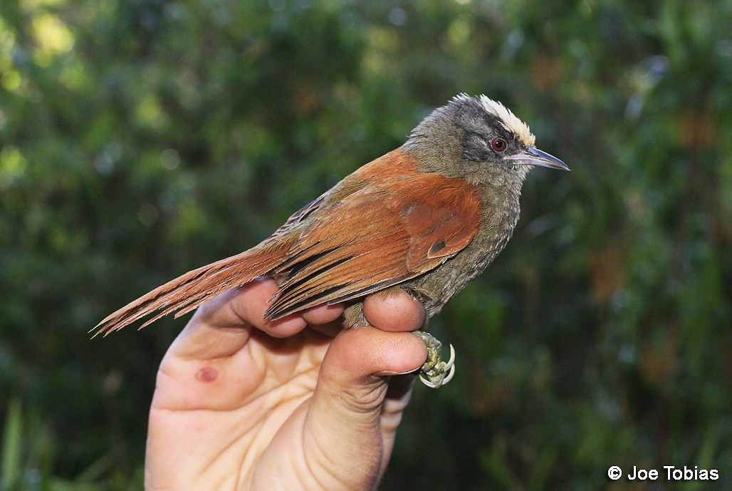 Light-crowned Spinetail (White-crowned) - ML204089091
