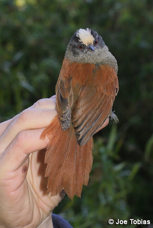 Light-crowned Spinetail (White-crowned) - ML204089101